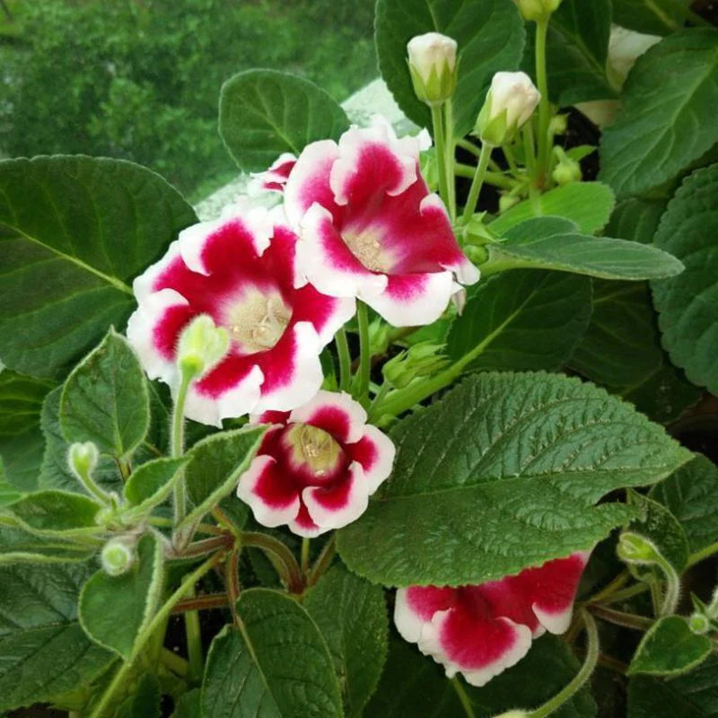 Heirloom Non-GMO Gloxinia Flower Seeds for Planting – Vibrant Indoor Garden Blooms