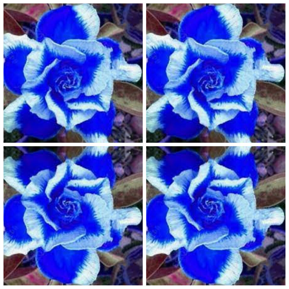 Heirloom Non-GMO Deep Blue Adenium Obesum Flower Seeds for Planting – Desert Rose Seeds