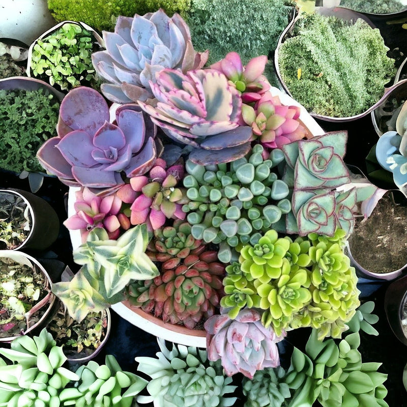 Succulent Flower Seeds Heirloom Non GMO Planting - 100 pcs