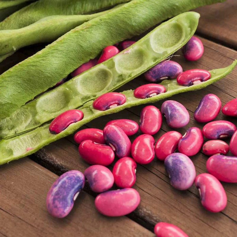 Scarlet Runner Bean Seeds for Home Garden Planting | Heirloom Non-GMO