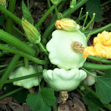 Compact Green Patty Pan squash plant growing in a garden bed