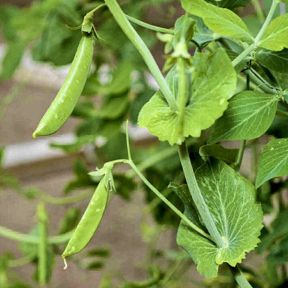 Sugar Ann Snap Pea Seeds for Planting heirloom & Non-GMO Seeds