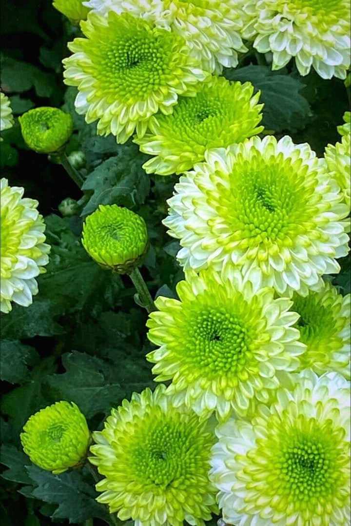 Green White Chrysanthemum Flower Seeds for Planting â€“ NON GMO Seeds