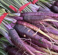 Purple carrot plug plants ready for vegetable garden planting