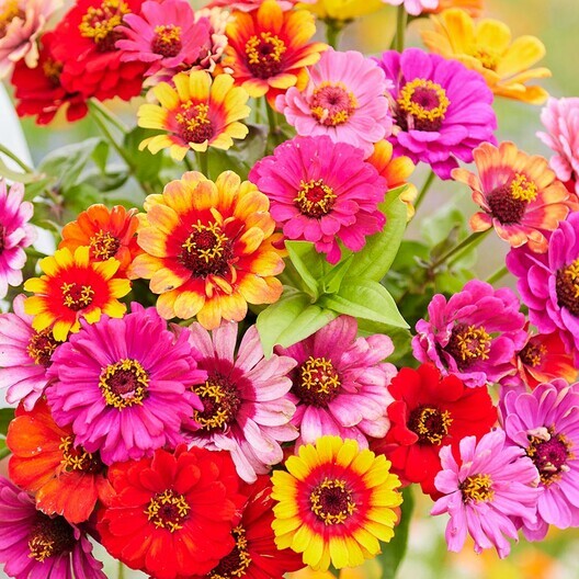 Heirloom Zinnia Profusion Flower Seeds for Planting – Heirloom, Non-GMO, Colorful Blooms