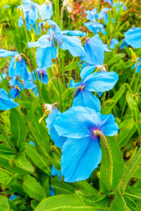 Heirloom Meconopsis Betonicifolia Flower Seeds for Garden Planting, Non-GMO, Himalayan Blue Poppy Blooms