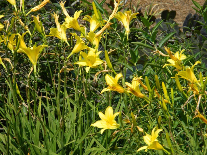 Heirloom Non-GMO Daylily Flower Seeds for Planting – Colorful Perennial Garden Blooms