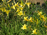 Heirloom Non-GMO Daylily Flower Seeds for Planting – Colorful Perennial Garden Blooms