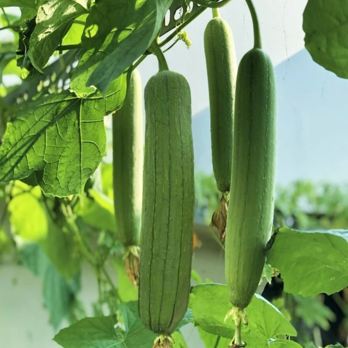 Luffa Gourd Seeds for Planting heirloom & Non-GMO Seeds