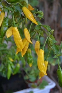 Aji Lemon Drop Pepper Seeds for Planting - Grow Natural and Organic Vegetables at Home