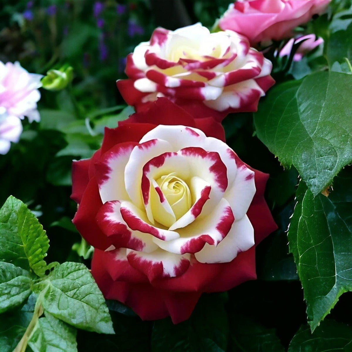 Red Cream Rose Flower Seeds for Planting – Heirloom, Non-GMO, Easy to Grow Garden Blooms