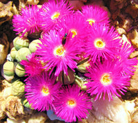 Heirloom Non-GMO Argyroderma Succulent Seeds | Unique Living Stone Plants for Drought-Tolerant Gardens