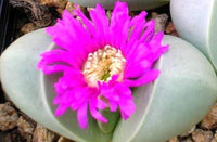 Heirloom Non-GMO Argyroderma Succulent Seeds | Unique Living Stone Plants for Drought-Tolerant Gardens