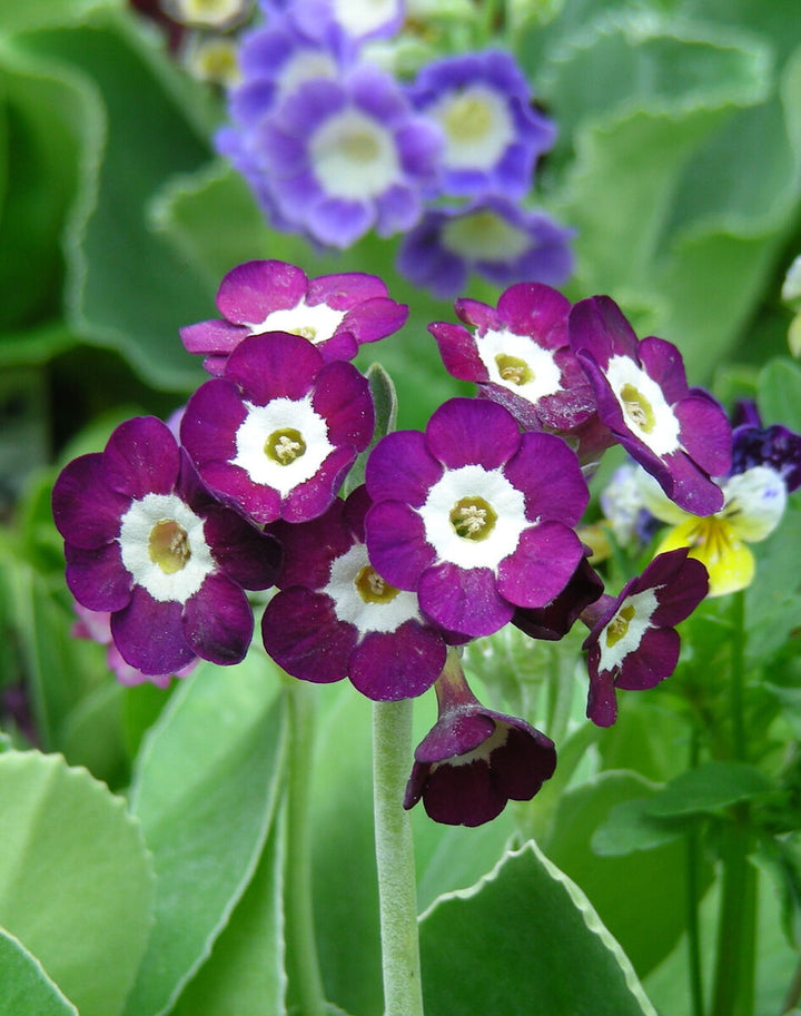 Heirloom Non-GMO Dark Purple Primrose Flower Seeds for Vibrant Garden Blooms
