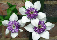 White Purple Clematis Flower Seeds ƒ?? Heirloom Non-GMO Vining Blooms for Garden Planting