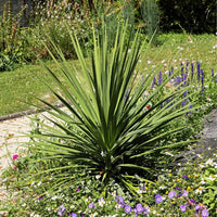 Dracaena Spikes Plant Seeds for Planting - 100 Pcs pcs