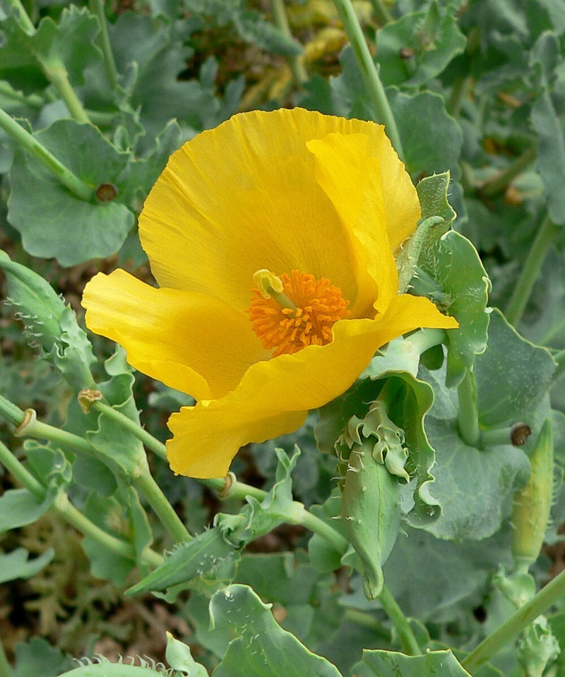 Heirloom Glaucium Flavum Flower Seeds for Planting, Non-GMO
