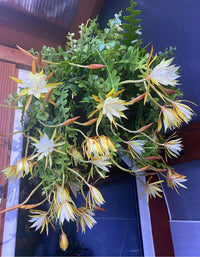 Heirloom Non-GMO Epiphyllum Flower Seeds for Planting – Exotic Night-Blooming Cactus Seeds