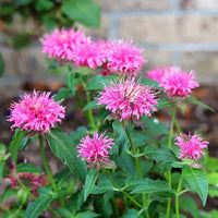 Pink Monarda Seeds for Planting – Organic, Heirloom, Non-GMO Flower Seeds