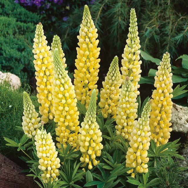 Yellow Lupine Flower Seeds for Planting ƒ?? Heirloom, Non-GMO Garden Seeds