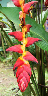 Heliconia Pogonantha Plant Seeds for Planting, NON GMO Seeds