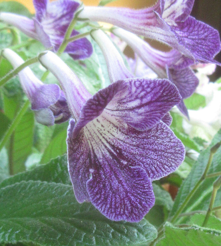 Streptocarpus Seeds for Planting - NON GMO Seeds