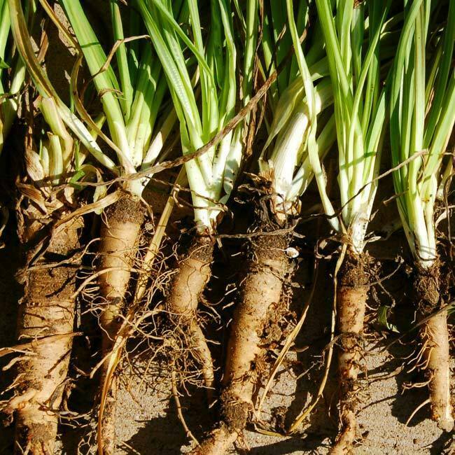Salsify Vegetable Seeds for Planting heirloom & Non-GMO Seeds