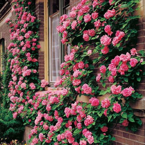 Climbing Rose Seeds for Planting – Heirloom, Non-GMO Seeds for Vertical Garden Blooms