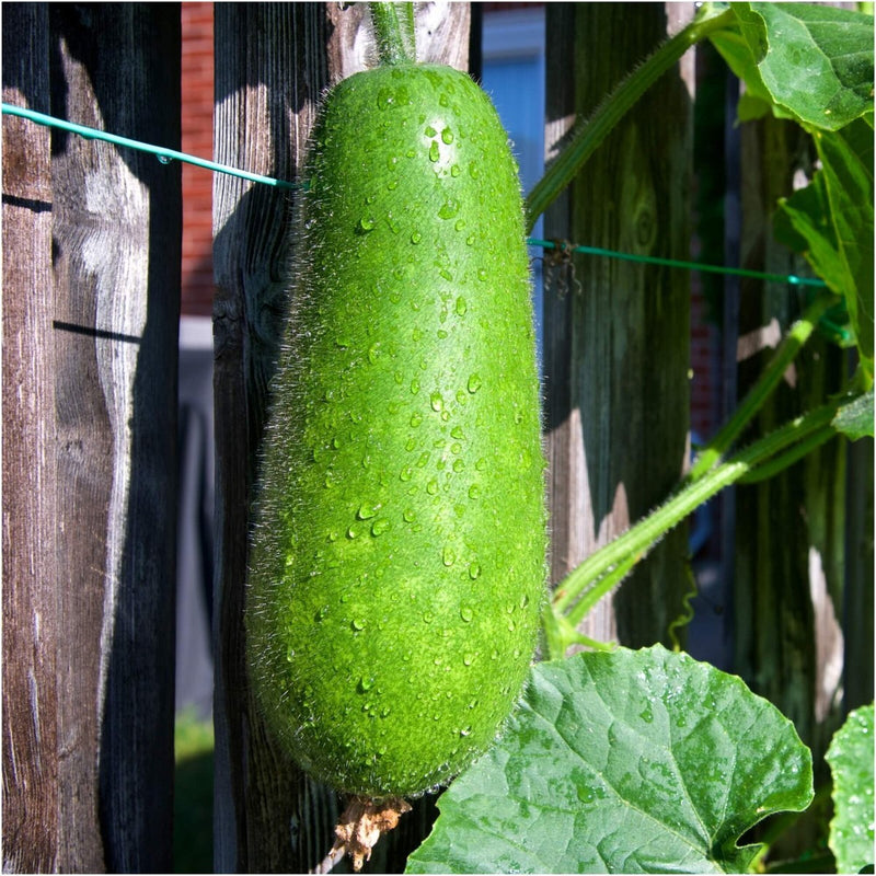 Hairy Gourd Vegetable Seeds for Planting - 100 Pcs pcs