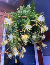 Heirloom Yellow White Epiphyllum Flower Seeds – Non-GMO Exotic Night Blooms for Garden Planting