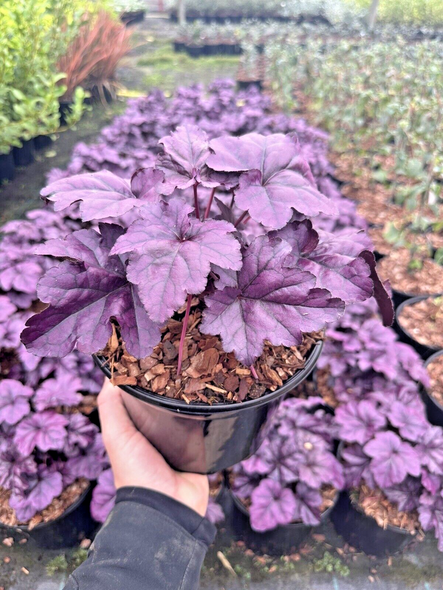 Heuchera Plant Seeds - Versatile Foliage Superstars for Planting - Heirloom, NON-GMO Seeds