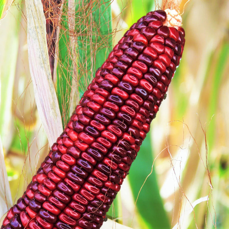 Jimmy Red Corn heirloom seeds for planting in a home garden.
