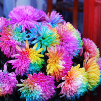 Rainbow Chrysanthemum Flower Seeds for Planting - NON GMO Seeds