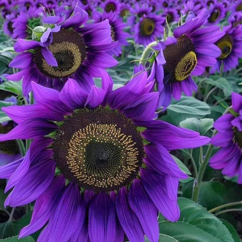 Purple sunflower flowers growing in a sunny home garden.