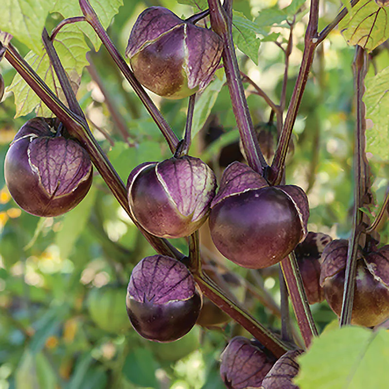 Purple Physalis Seeds – Colorful Cape Gooseberry Plant for Garden Growing