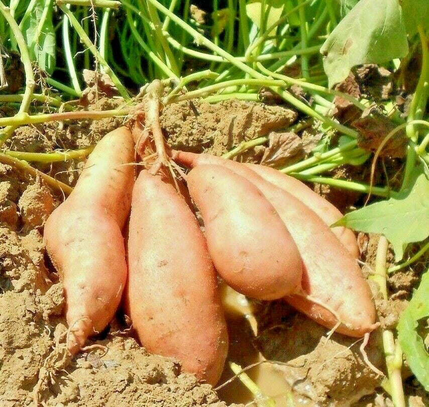 Orange Yellow Sweet Potato Seeds for Planting
