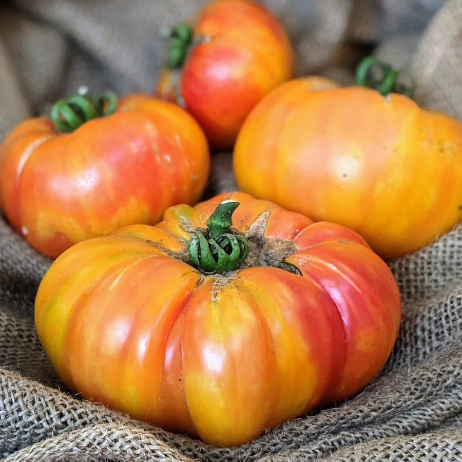 Rainbow Giant Beefsteak Tomato Seeds for Planting heirloom & Non-GMO Seeds
