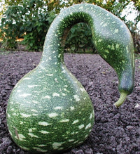 Speckled Swan Gourd Seeds for Planting heirloom & Non-GMO Seeds