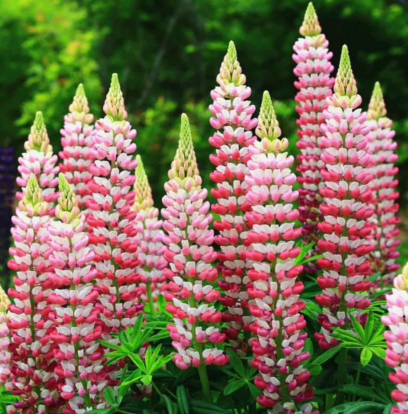 Russell Lupine Chatelaine Apricot Perennial Flower Seeds for Planting – Hummingbird-Friendly