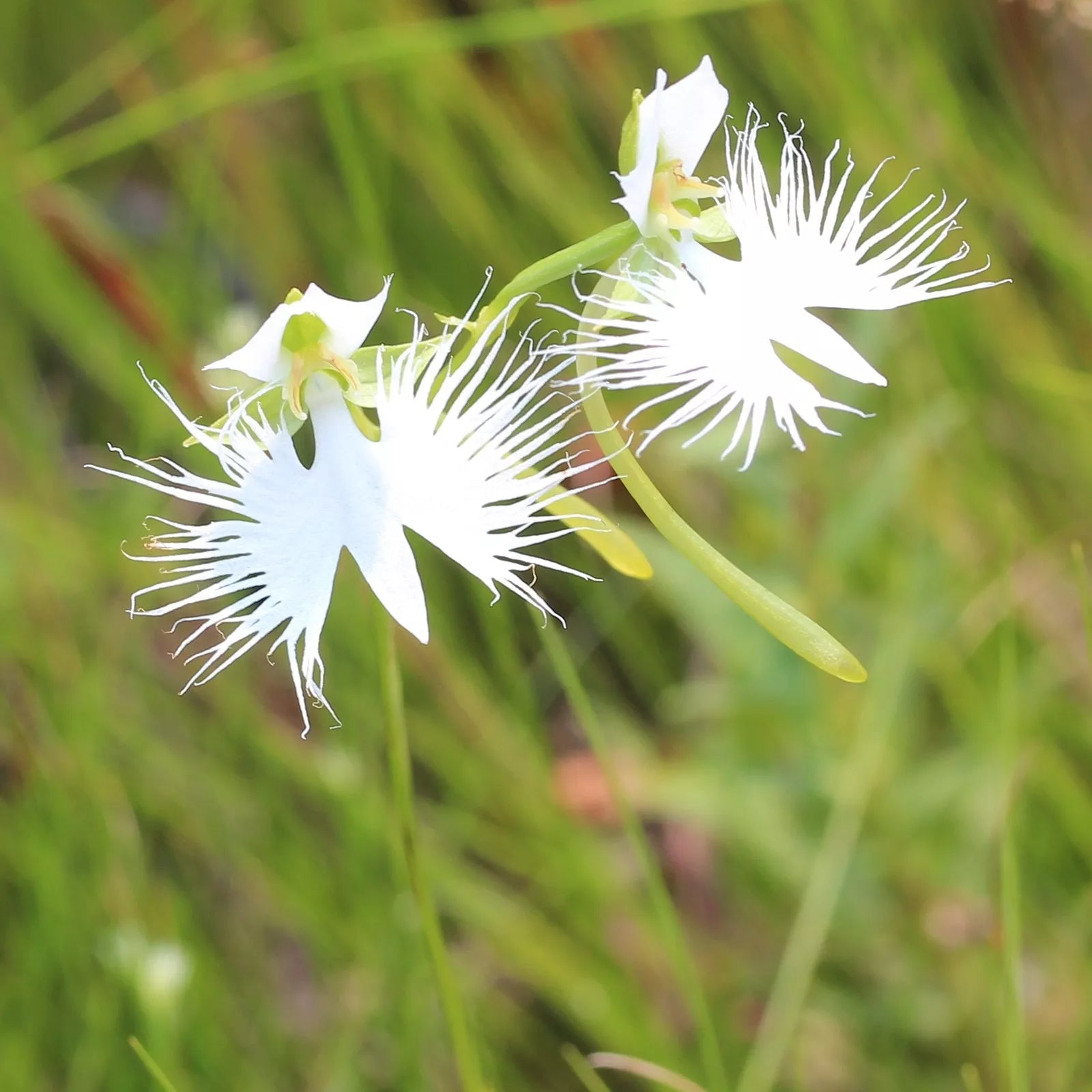 Organic White Egret Flower Seeds for Planting – Heirloom, Non-GMO