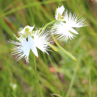 Organic White Egret Flower Seeds for Planting – Heirloom, Non-GMO