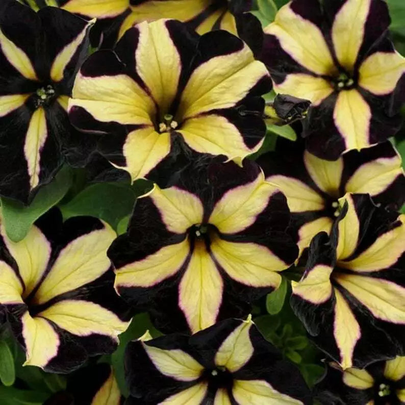 & (& scientific name) for planting in garden