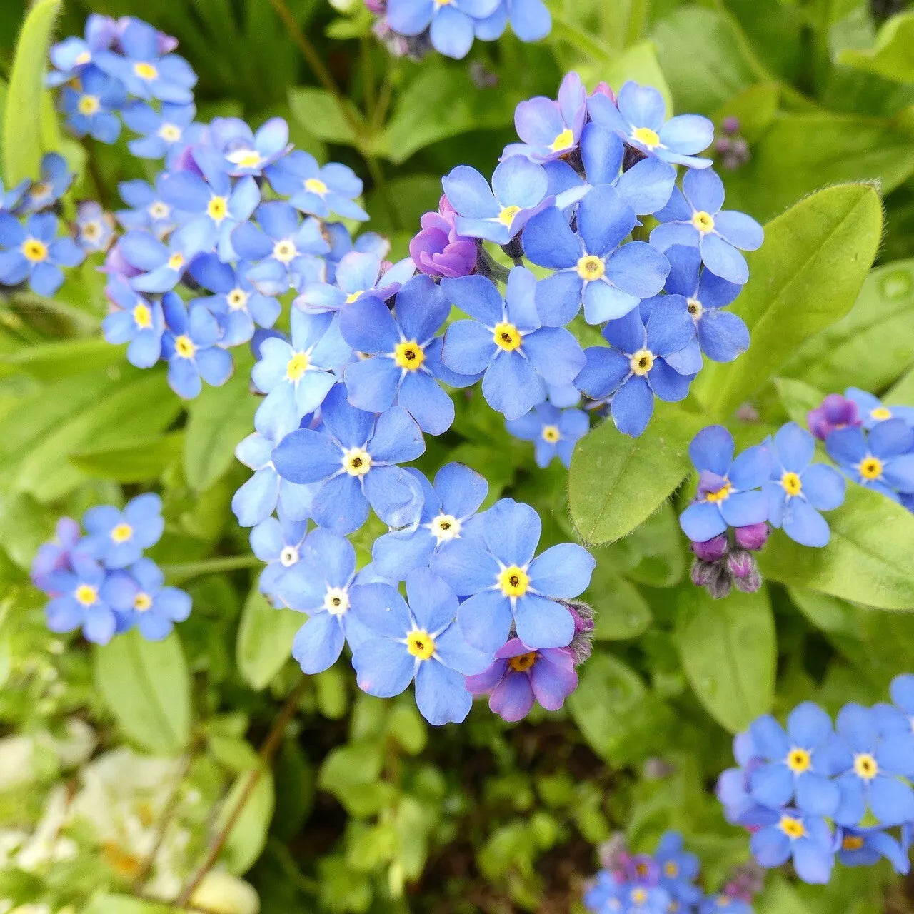 Blue (Blue scientific name) for planting in garden