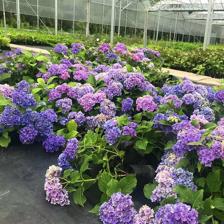 Purple Vanilla Fraise Flower Seeds for Planting - 100 pcs