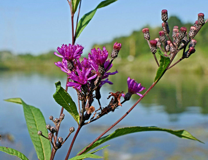 Heirloom Non-GMO Vernonia Anthelmintica Flower Seeds for Planting – Medicinal Wildflower Seeds