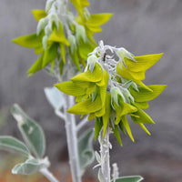 REGAL BIRDFLOWER 
  Crotalaria Cunninghamii EXOTIC HUMMINGBIRD