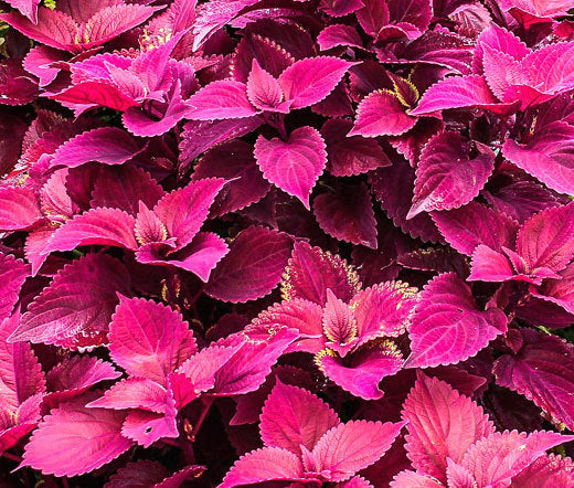 Velvet Coleus Jazz Flower Seeds for Planting - Heirloom and Non-GMO Garden Seeds