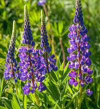 Purple Arroyo Lupine Flower Seeds for Planting – Non-GMO, Heirloom Garden Seeds