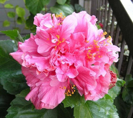 Heirloom Non-GMO Pink Flower Pot Plant Seeds for Container Gardening and Decorative Planting