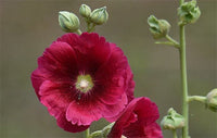 Organic Maroon Hollyhock Flower Seeds for Planting – Heirloom, Non-GMO
